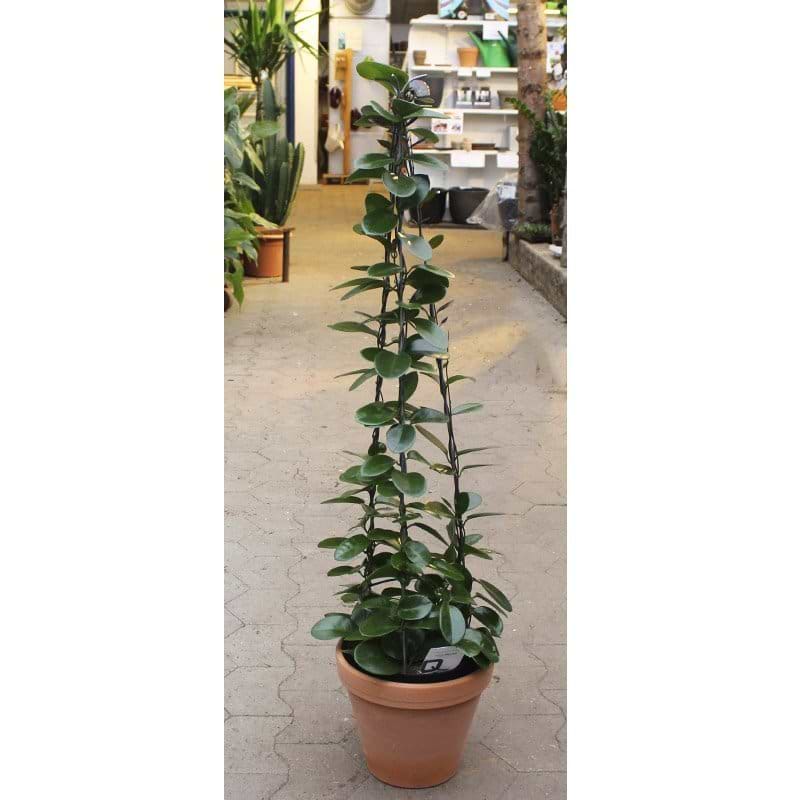 hoya pyramide stor