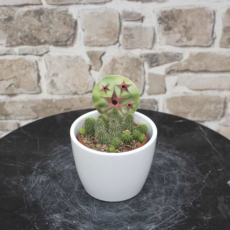 Huernia Pillansii