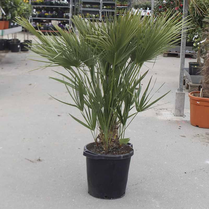 Humilis palme