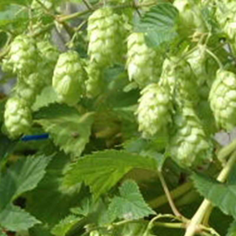 Humle (Humulus 'Carlsberg')