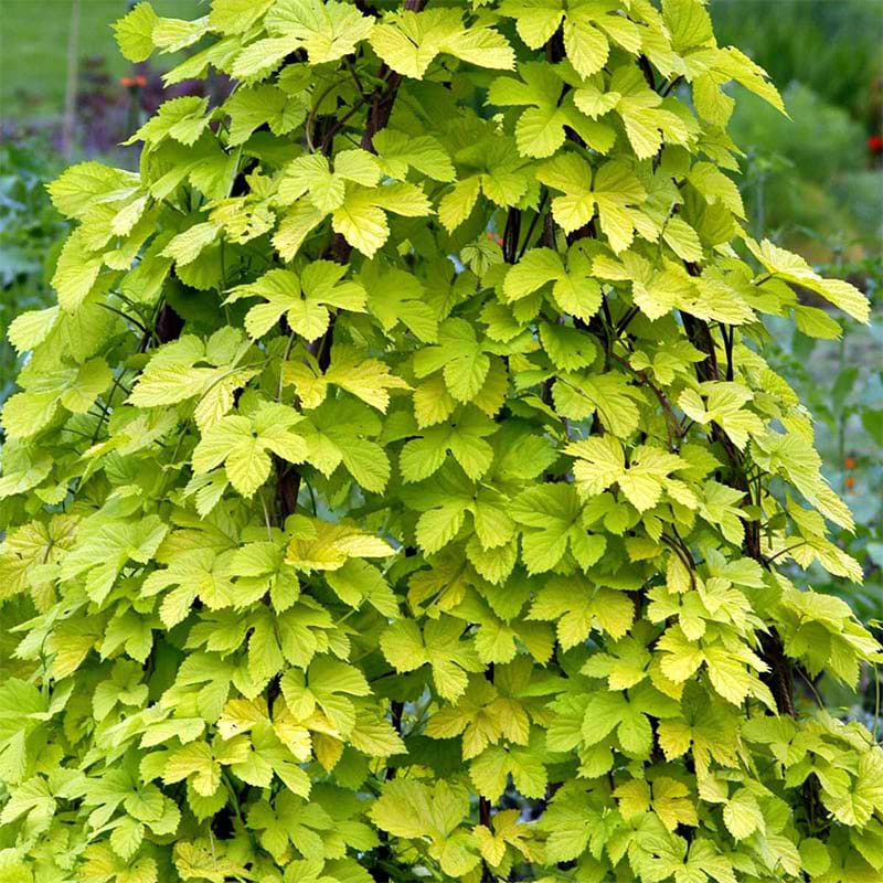 Humulus lupulus 'Aureus'