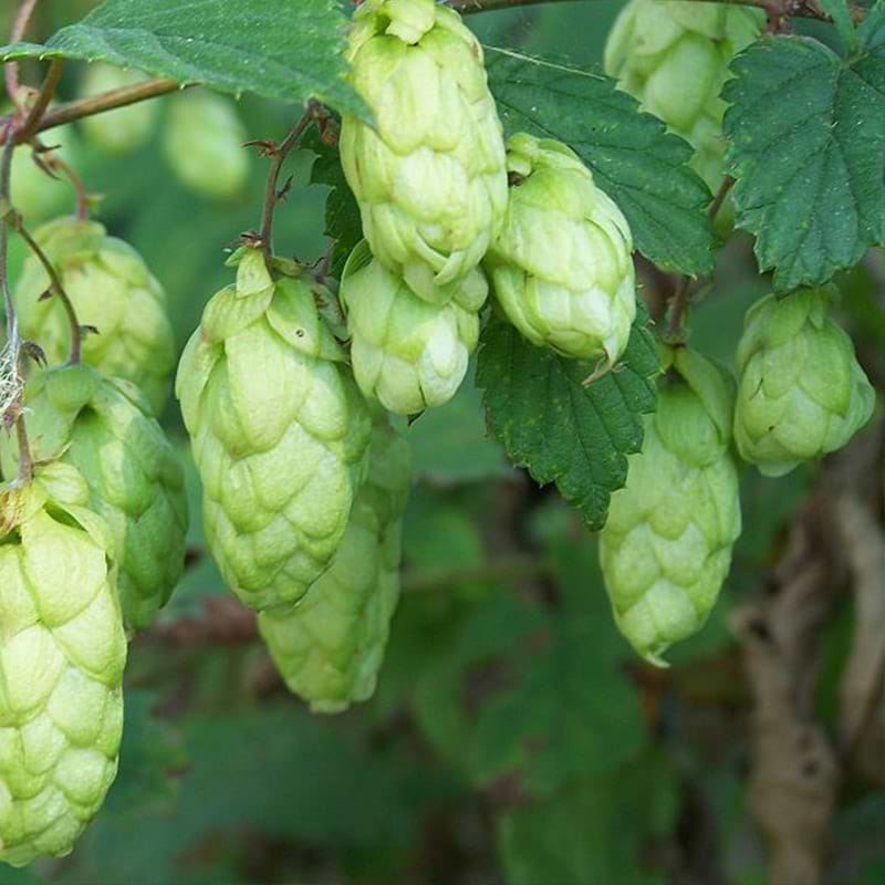Humle (Humulus 'First Gold')