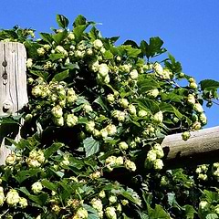 Humle (Humulus lupulus) 