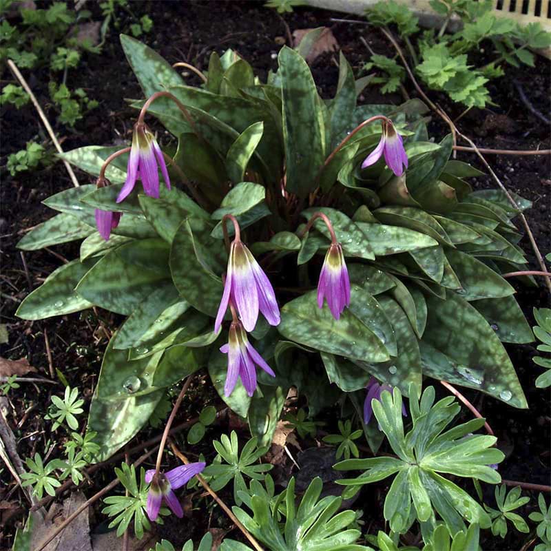 Ægte hundetand (Erythronium dens-canis)