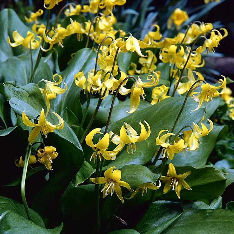 gule blomster