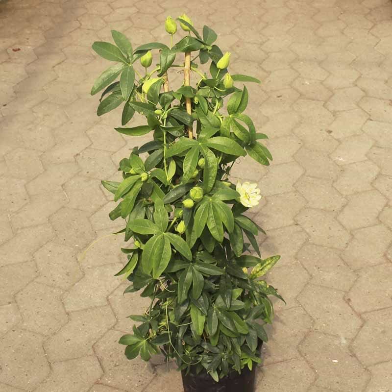 hvid passionsblomst
