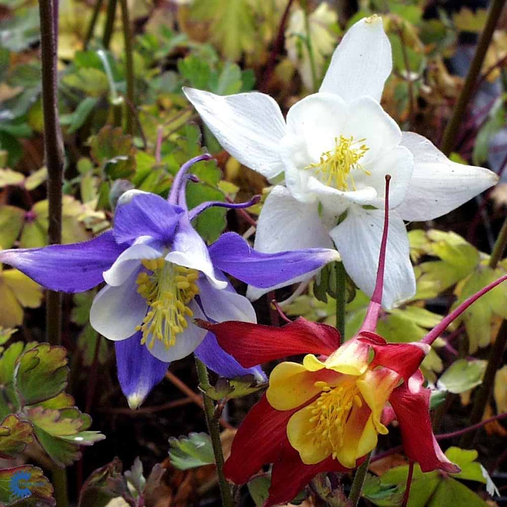 Akeleje Aquilegia McKana