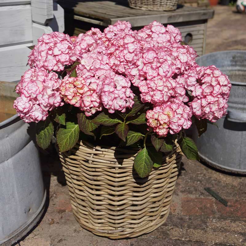 Hortensia (Hydrangea macrophylla You And Me 'Miss Saori')