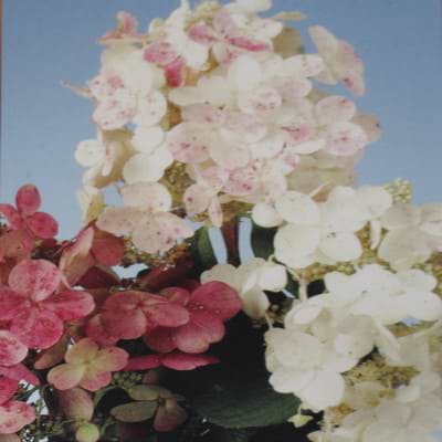 hortensia early sensation