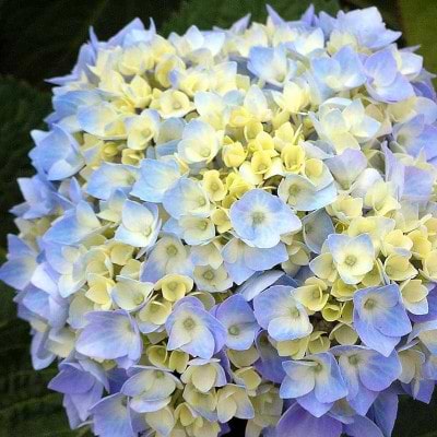 Blå hortensia