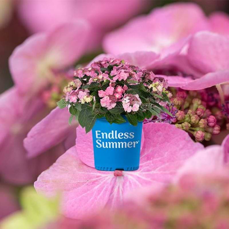 Hydrangea Endlesss Summer 'Pop Star'