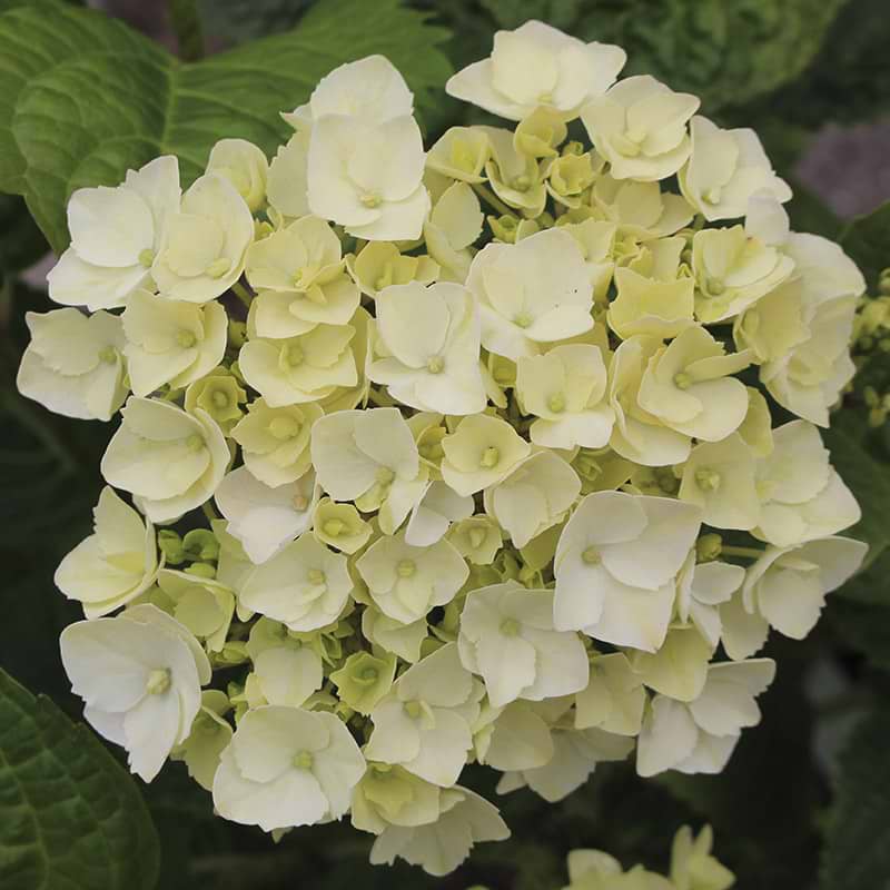 Hortensia