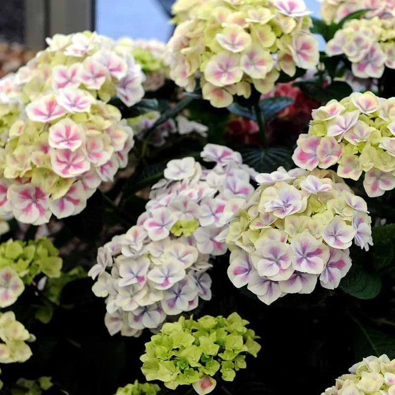 Hortensia Bavaria