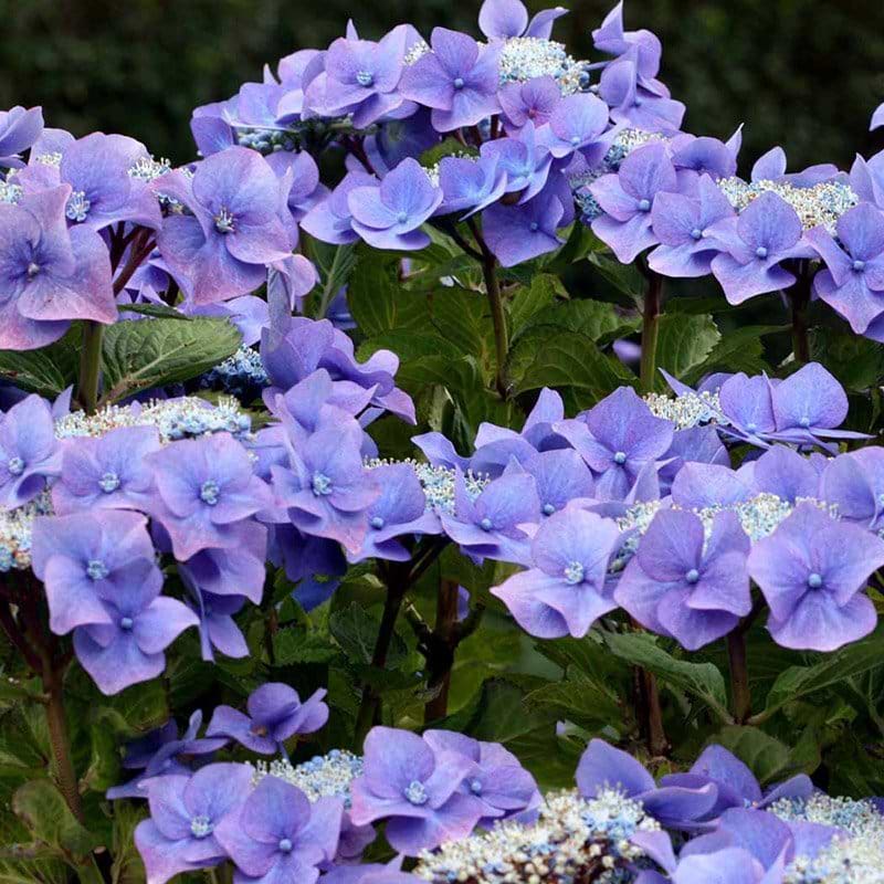 Hortensia Blaumeise