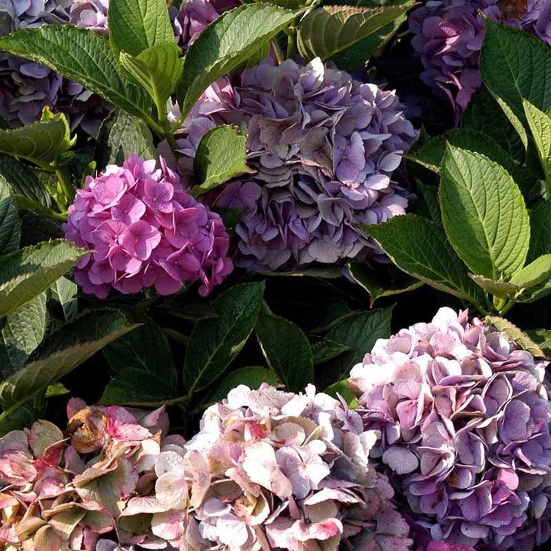 Hortensia Bodensee