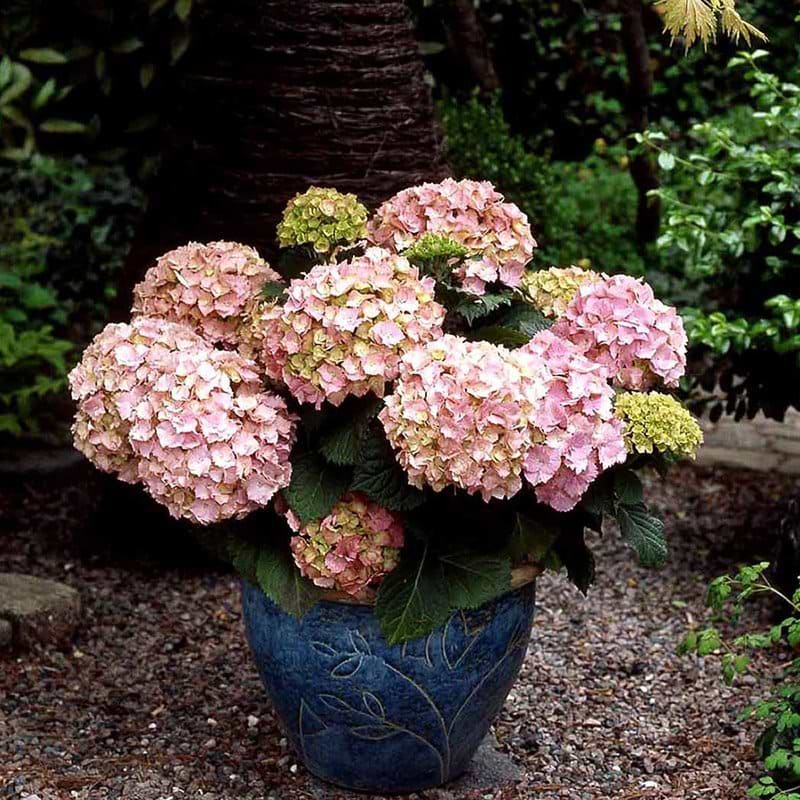 Lyserød hortensia 