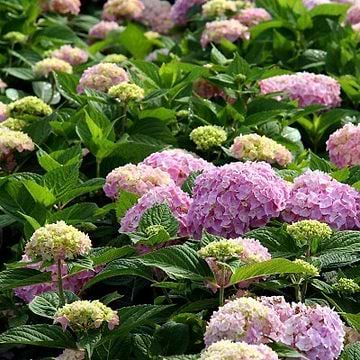Rhododendron (Rhododendron yak. 'Bohlkens Laura') 30-40 cm