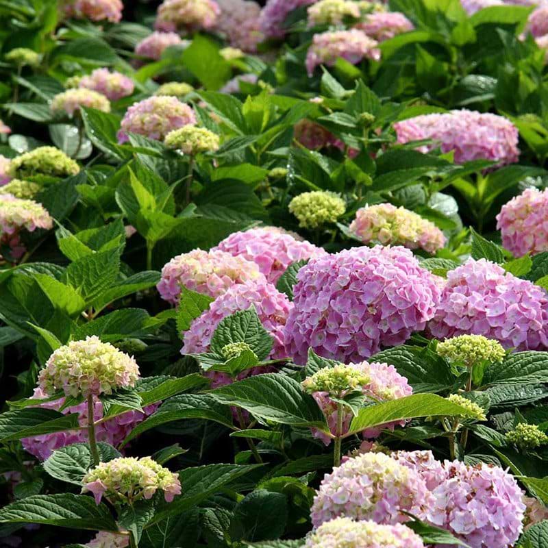 hortensia endless summer rosa