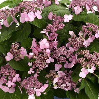 Hortensia Endless Summer Twist And Shout Rosa