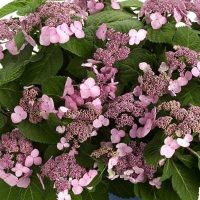 Hortensia (Hydrangea macrophylla 'Endless Summer Twist And Shout Rosa') Flere varianter 