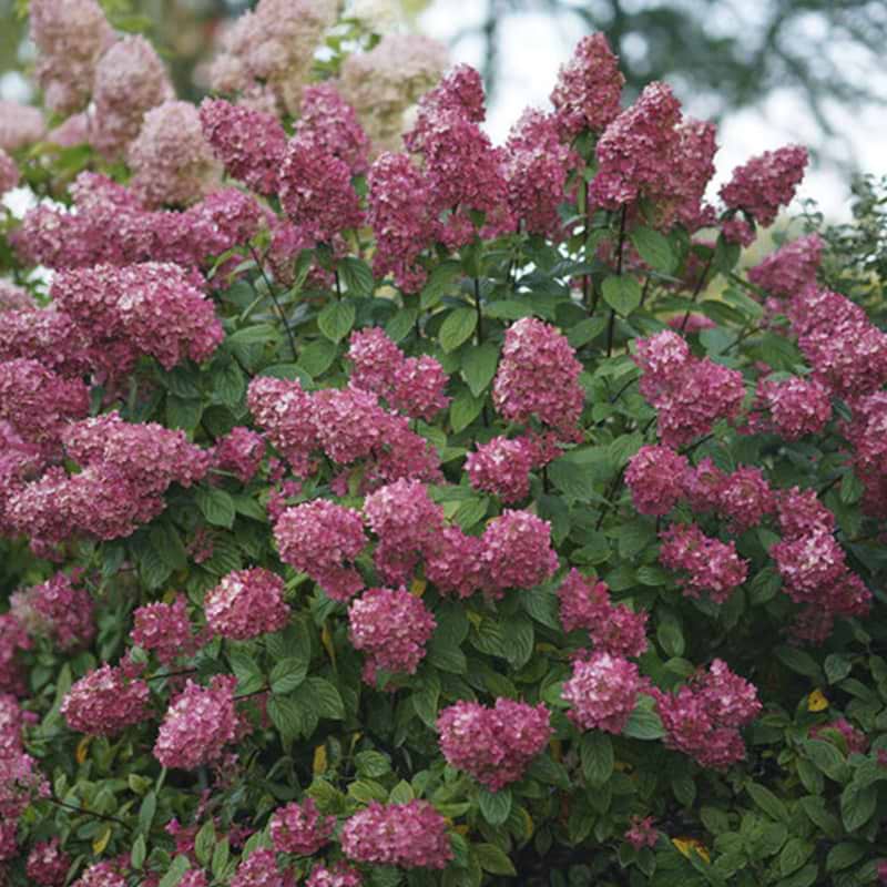 Hortensia Fire light
