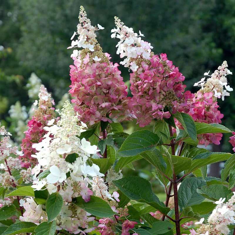 Hydrangea paniculata Pinky Winky blomst