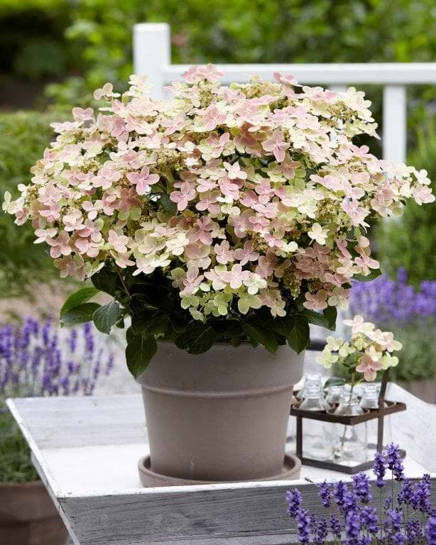 Hvid og lyserød hortensia
