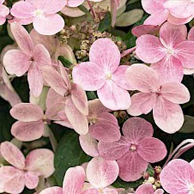 hortensia Ophelia