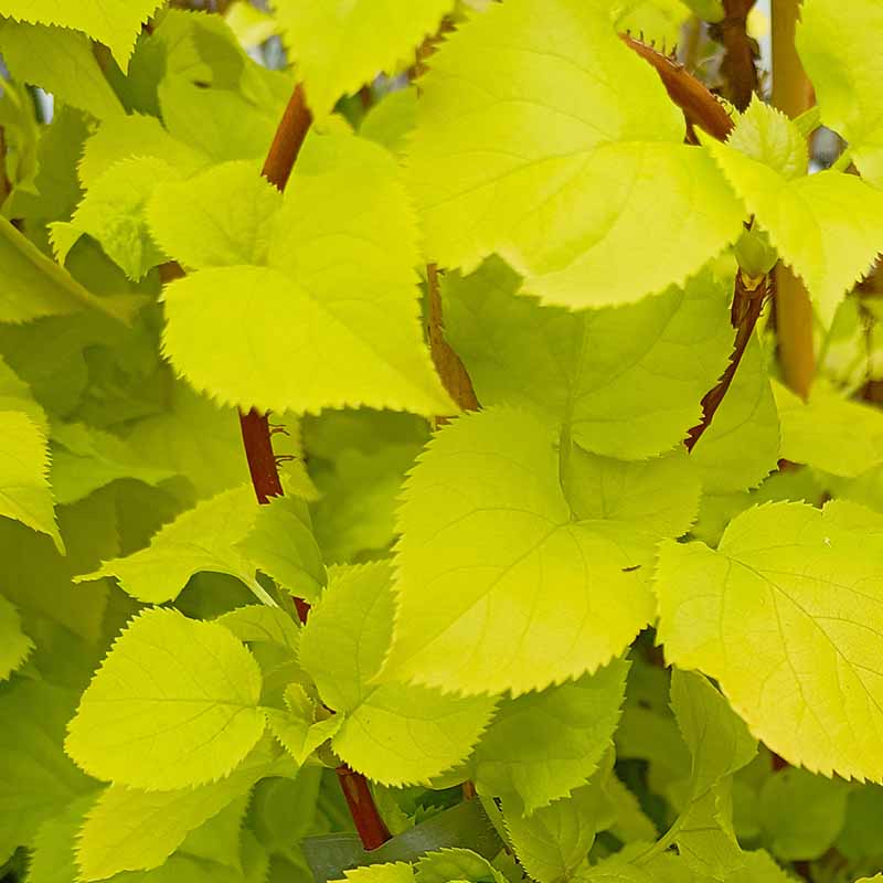 HYDRANGEA PETIOLARIS BRIGHT SIDE