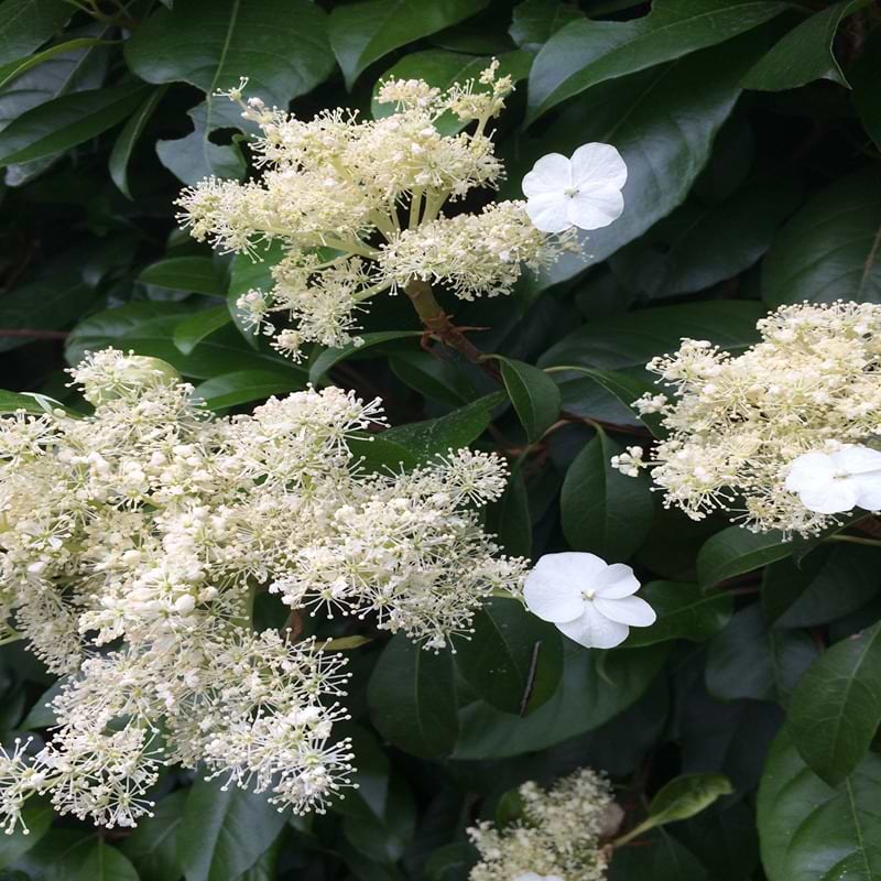 Klatrehortensia (Hydrangea Seemanii) 30-60 cm