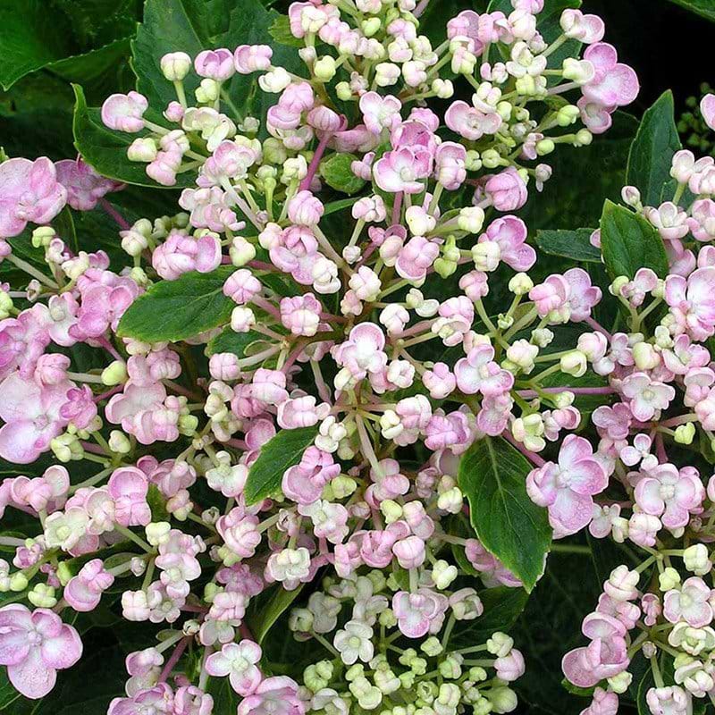 Hydrangea macrophylla Ayesha