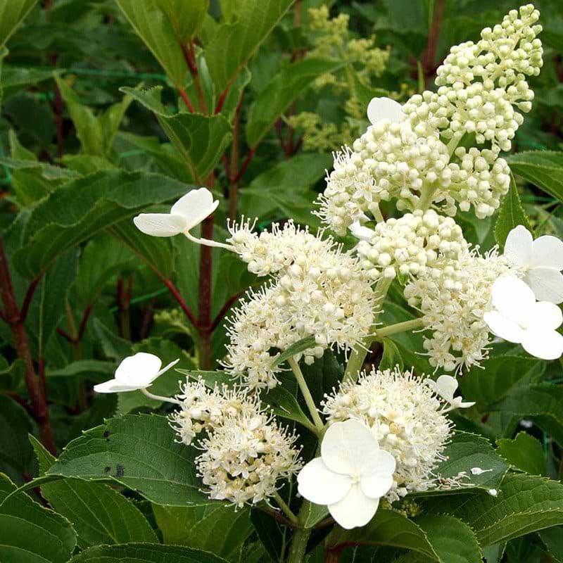 Hortensia Kyushu