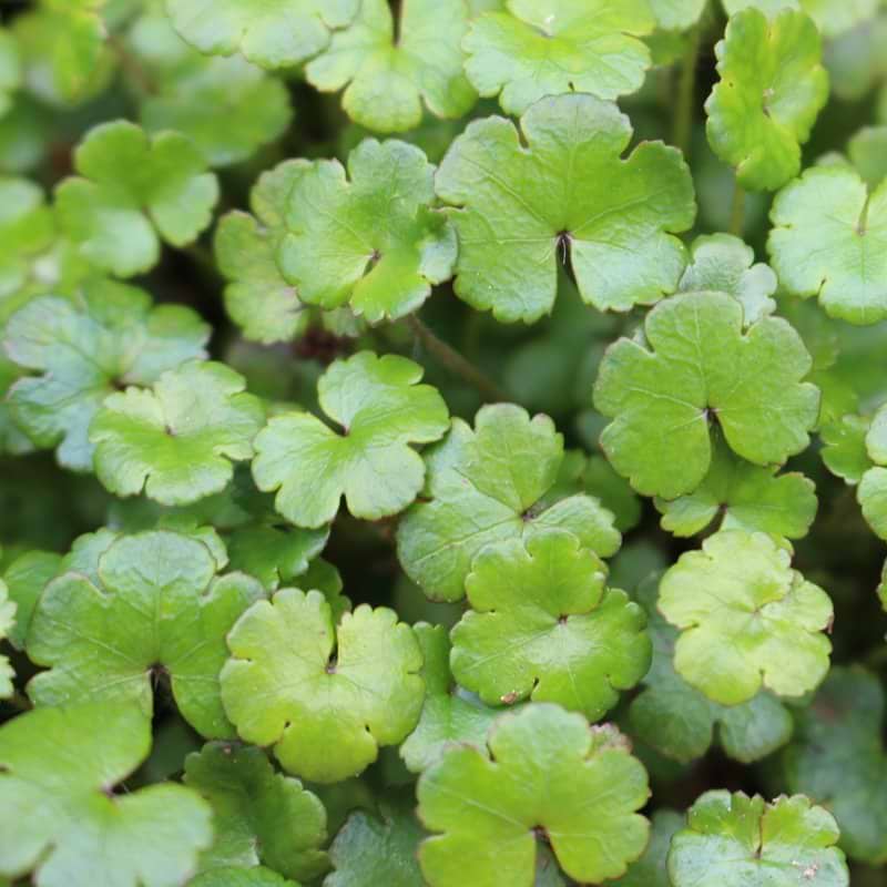 Hydrocotyle novea-zelandiae