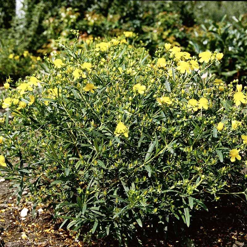 Perikon busk med gule blomster