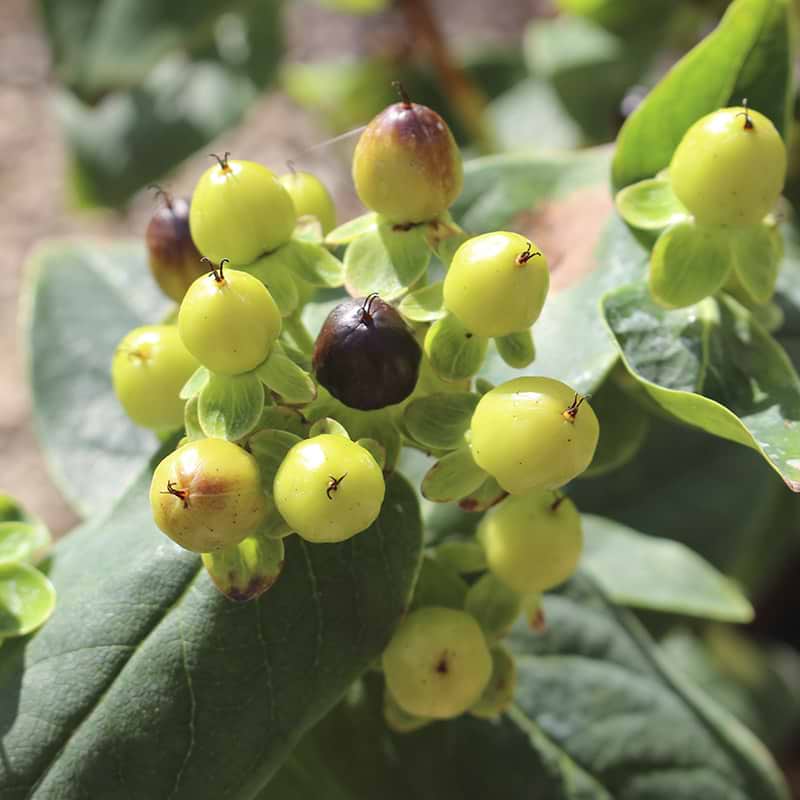 Hypericum 'Magical Limelight' Lysegrønne bær