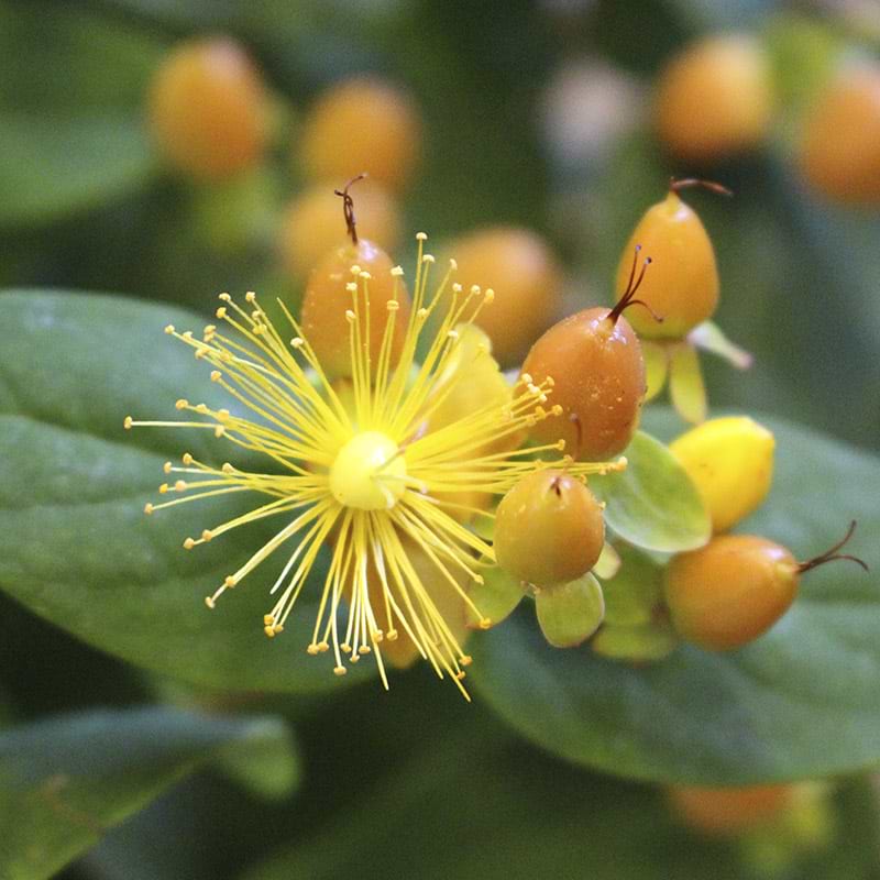 Hypericum 'Orange Berry