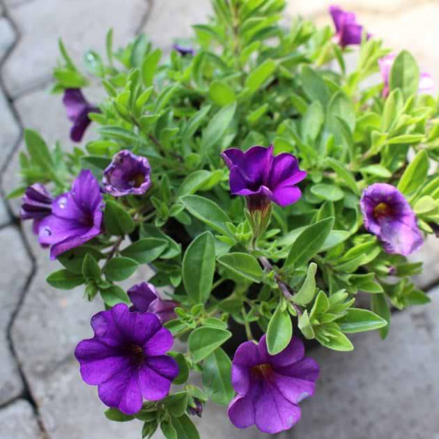 petunia flere varianter