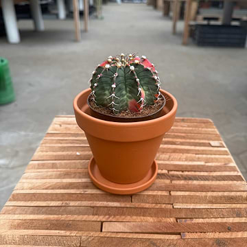 kentia palme braune spitzen Kentiapalme