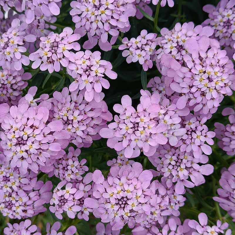 Iberis  sempervirens 'Absolutely Amethyst'