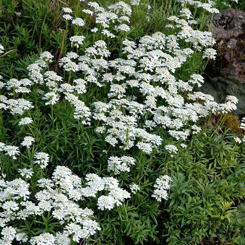 Snepude Iberis sempervirens