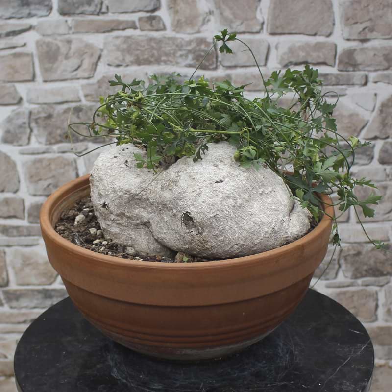 Ibervillea Lindheimeri