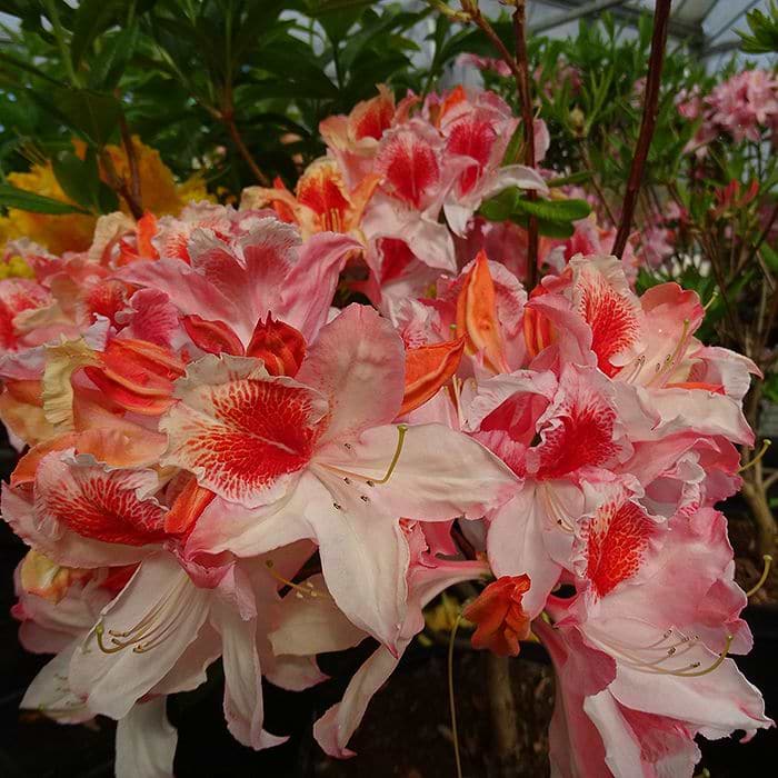 Løvfældende azalea (Rhododendron 'Ice and Roses') 30-60 cm