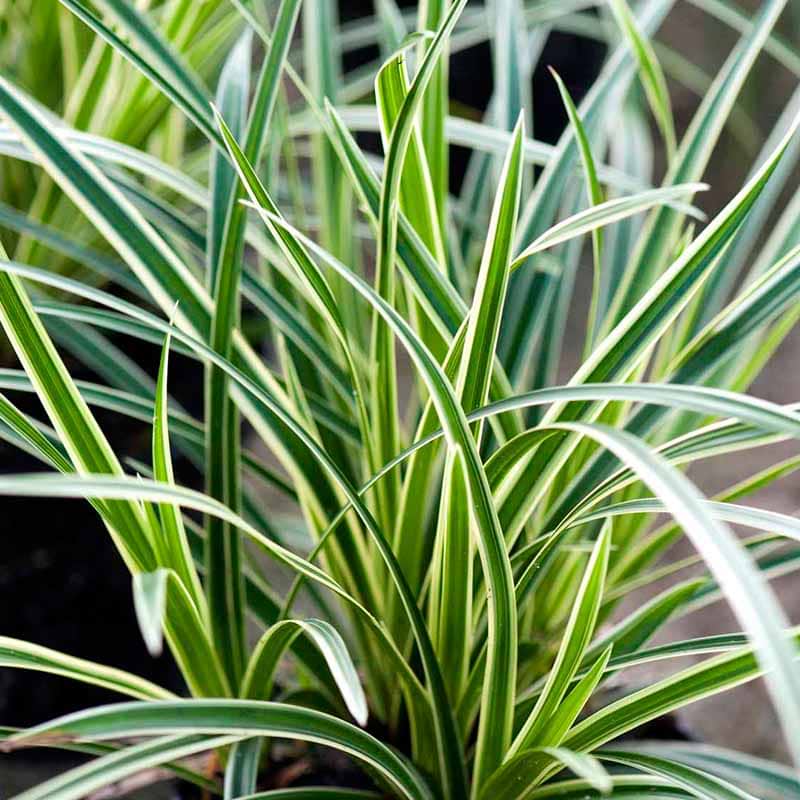 carex