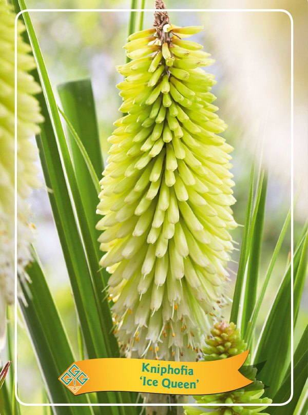 Raketblomst (Kniphofia 'Ice Queen') 11 cm potte