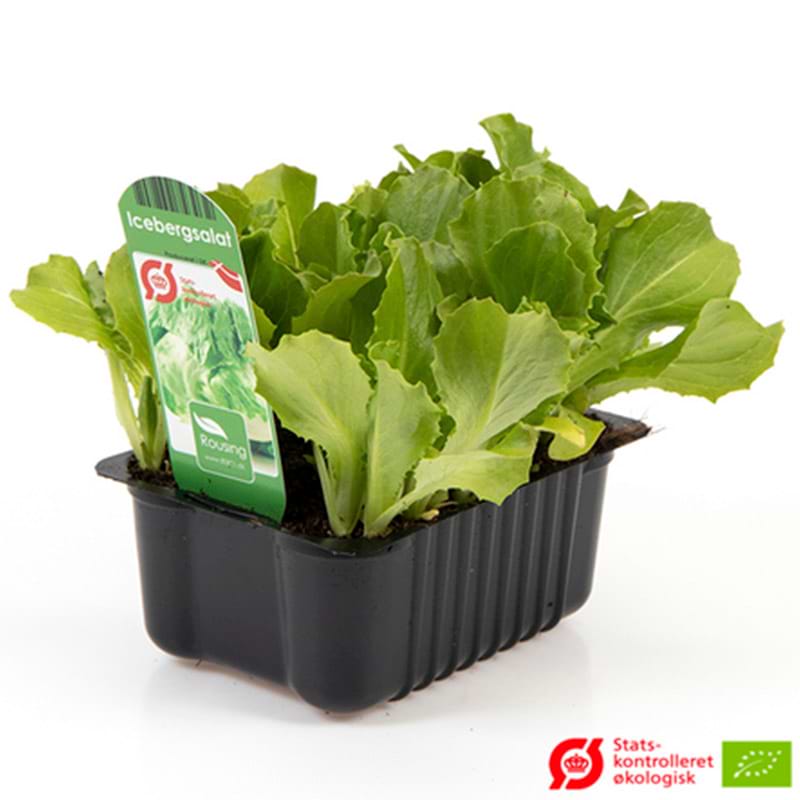 Iceberg salat