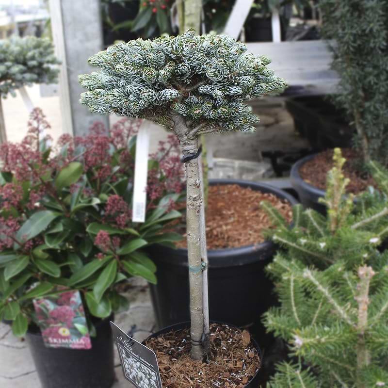 Abies koreana Kohouts Icebreaker