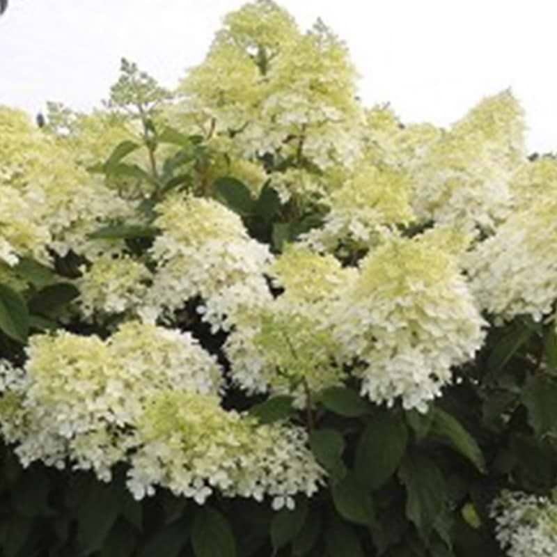 Hortensia phantom