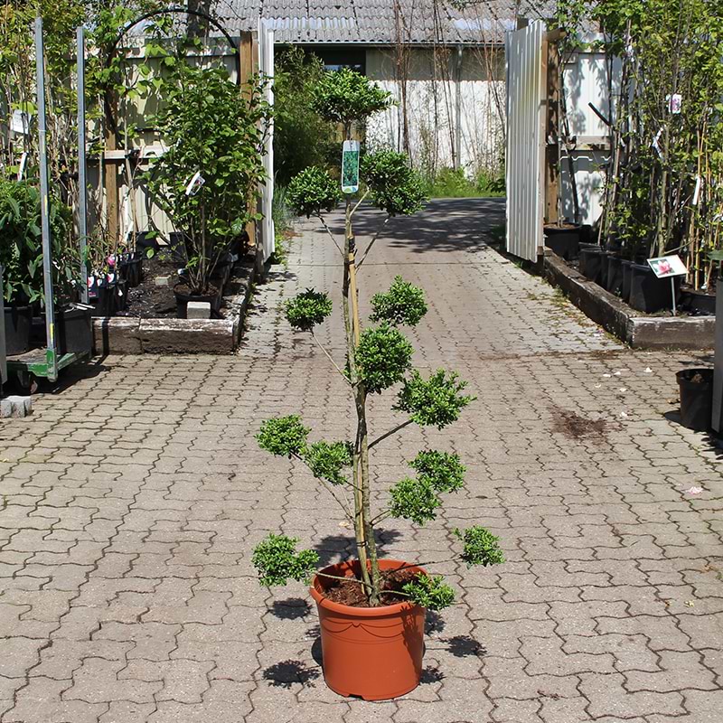 Ilex crenata Convexa kugle