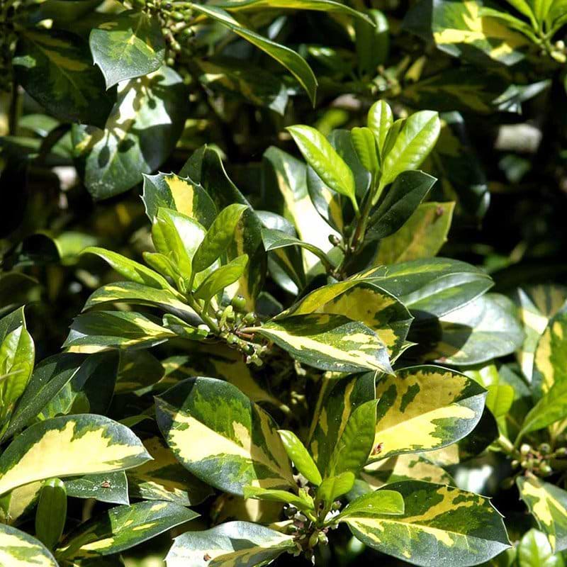 Ilex altaclarensis Lawsoniana