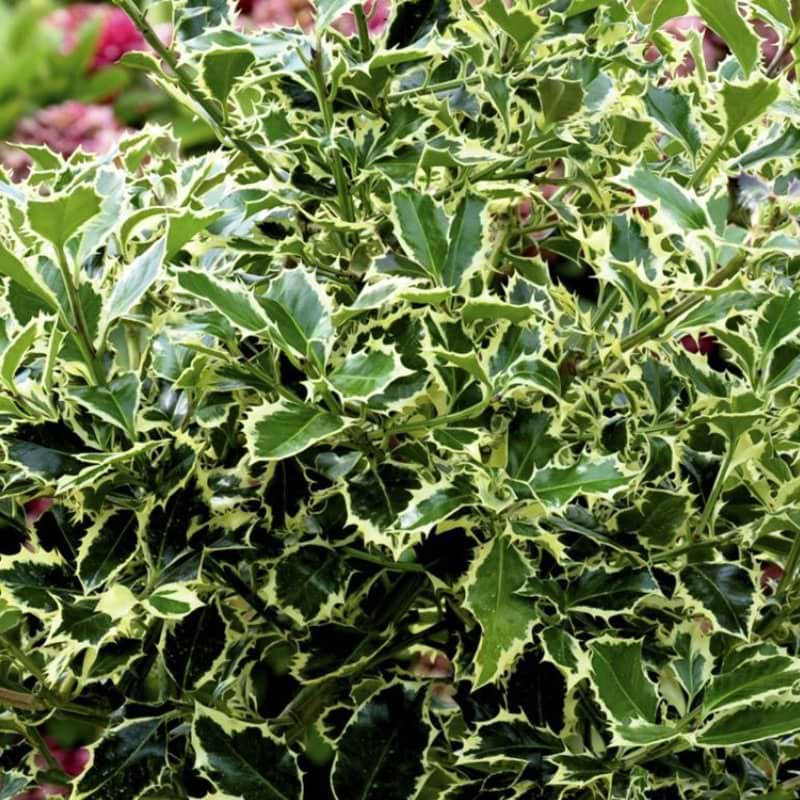 Hvidbroget Kristtorn Argentea Marginata